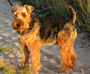 welsh terrier