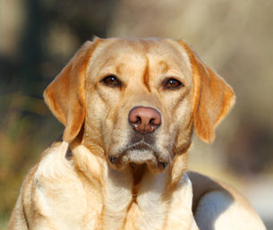 labrador