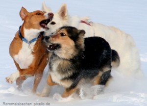 Hunde-Knigge - Regeln für Hundehalter spaziergang