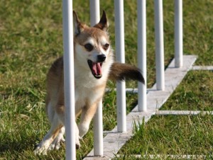 Norwegischer Lundehund norwegischer lundehund