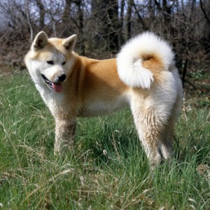 Akita Inu Akita Inu akita ken