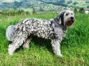 bergamasker hirtenhund bergamasco
