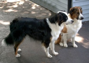 English Shepherd Dog