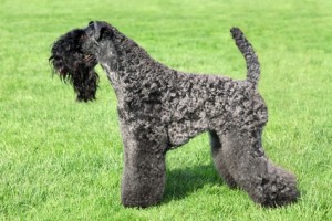 Kerry Blue Terrier Kerry Blue Terrier