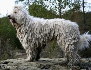 komondor 1