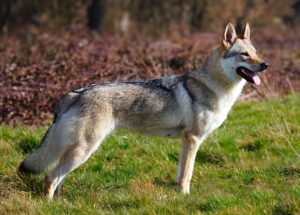 Tschechoslowakischer Wolfhund tschechoslowakischer wolfhund