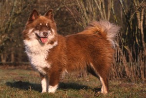 finnischer lapphund Suomenlapinkoira Lapinkoira