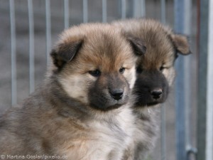 Züchtersuche Knigge: 6 Regeln für Welpenkäufer Welpensuche