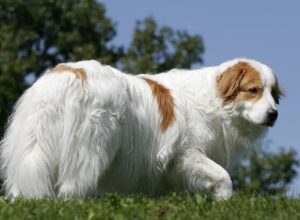 Tornjak bosnian tornjak