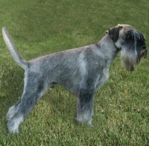 mittelschnauzer 1