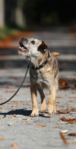 Hundealter-Rechner / Hundejahre berechnen hundealter