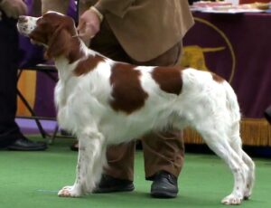 irish red and white setter