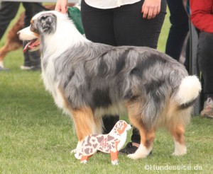 Fellfarben M-Serie: Merle-Zeichnung dunkles merle