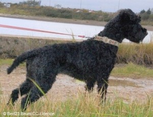 Fellfarben G-Serie: ergrauen (progressive greying) greying 1