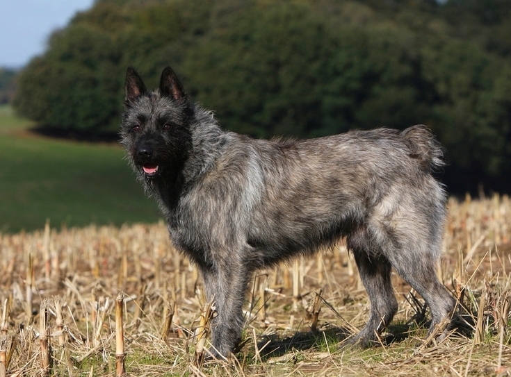 bouvier des ardennes