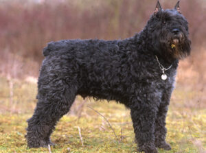 bouvier des flandres