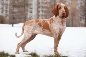 bracco italiano