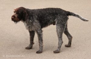 Cesky Fousek cesky fousek2