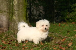 coton de tulear