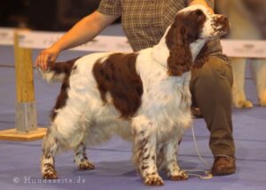 englsih springer spaniel
