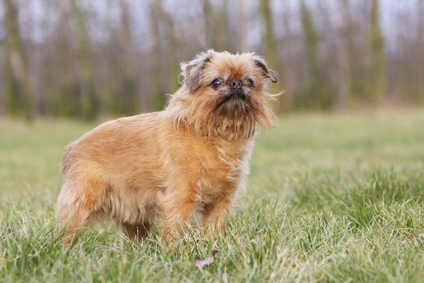 griffon bruxellois Zwerggriffon Brüsseler Griffon