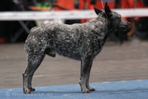 Australian Stumpy Tail Cattle Dog stumpy tail cattle dog