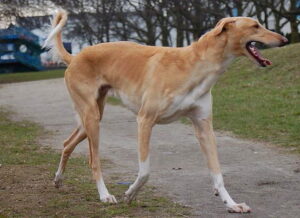 Chart Polski chart polski