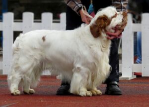 clumber spaniel