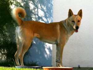 kanaanhund canaan dog