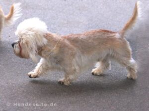 Dandie Dinmont Terrier dandi dinmont terrier
