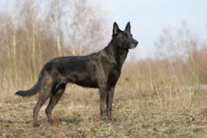 Holländischer Schäferhund hollandse herdershond