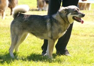 Jaemthund schwedischer elchhund