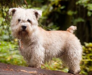 irish glen of imaal terrier
