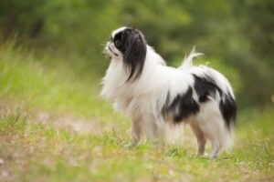 Japan Chin japan chin