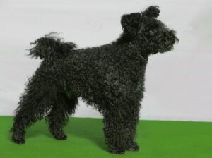 pumi hungarian pumi