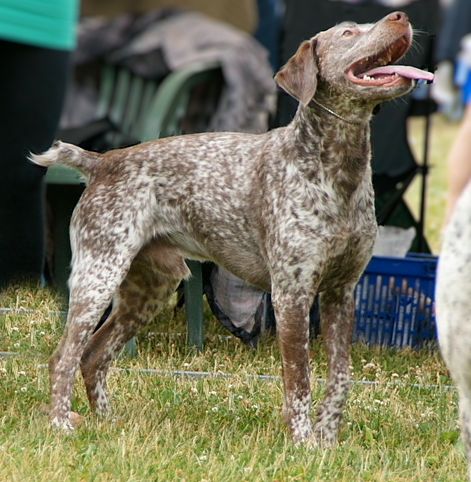 Braque du Bourbonnais - Bourbonnais Pointer