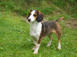 Westfälische Dachsbracke westfaelische dachsbracke