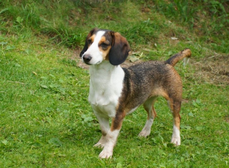 Westfälische Dachsbracke Herkunft, Wesen & Haltung Hundeseite.de