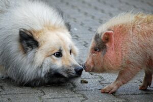 ist schweinefleisch giftig fuer hunde