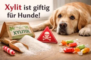 Xylit Vergiftung beim Hund