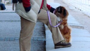 hund anspringen abgewoehnen