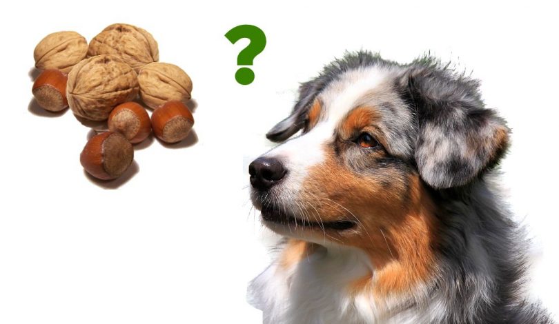 Dürfen Hunde Nüsse essen? Hunde Ernährung Hundeseite.de