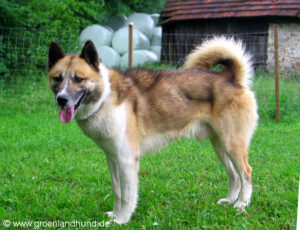 groenlandhund