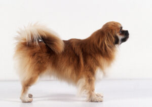Tibet Spaniel tibet spaniel