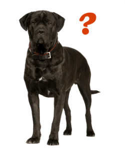 welche rasse passt zu mir test