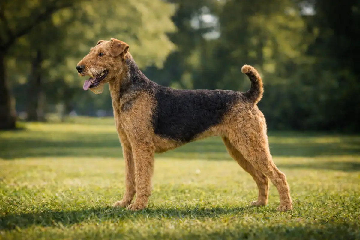 Airedale Terrier stehend auf einer Wiese