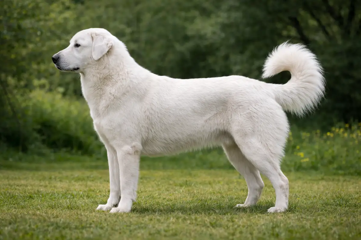 Akbash weißer Herdenschutzhund