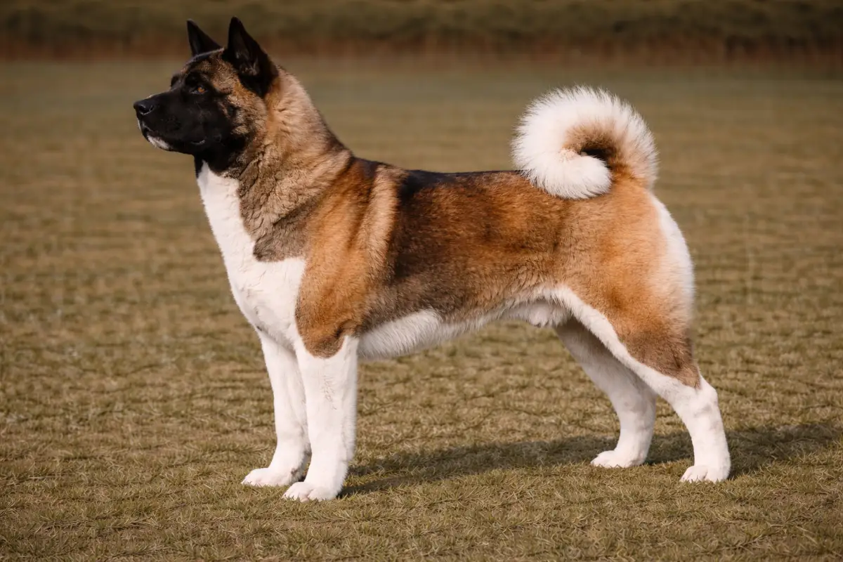 American Akita