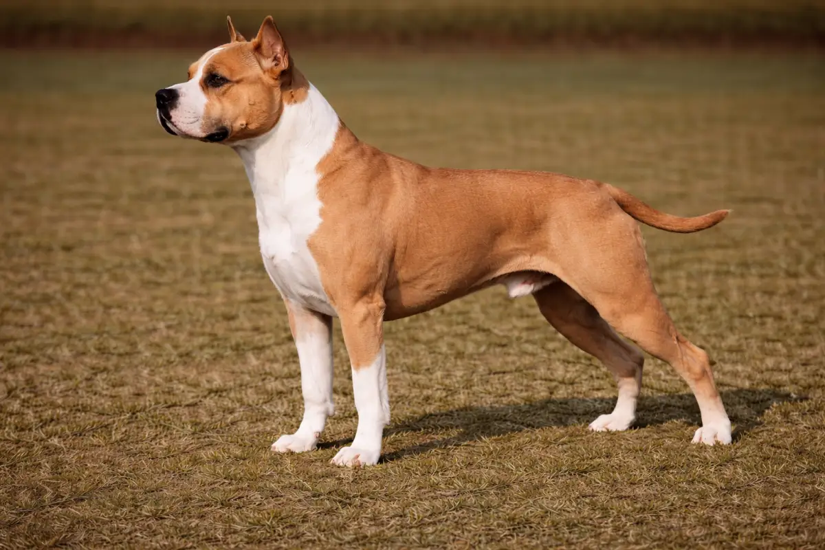 Am. Stafford. Terrier