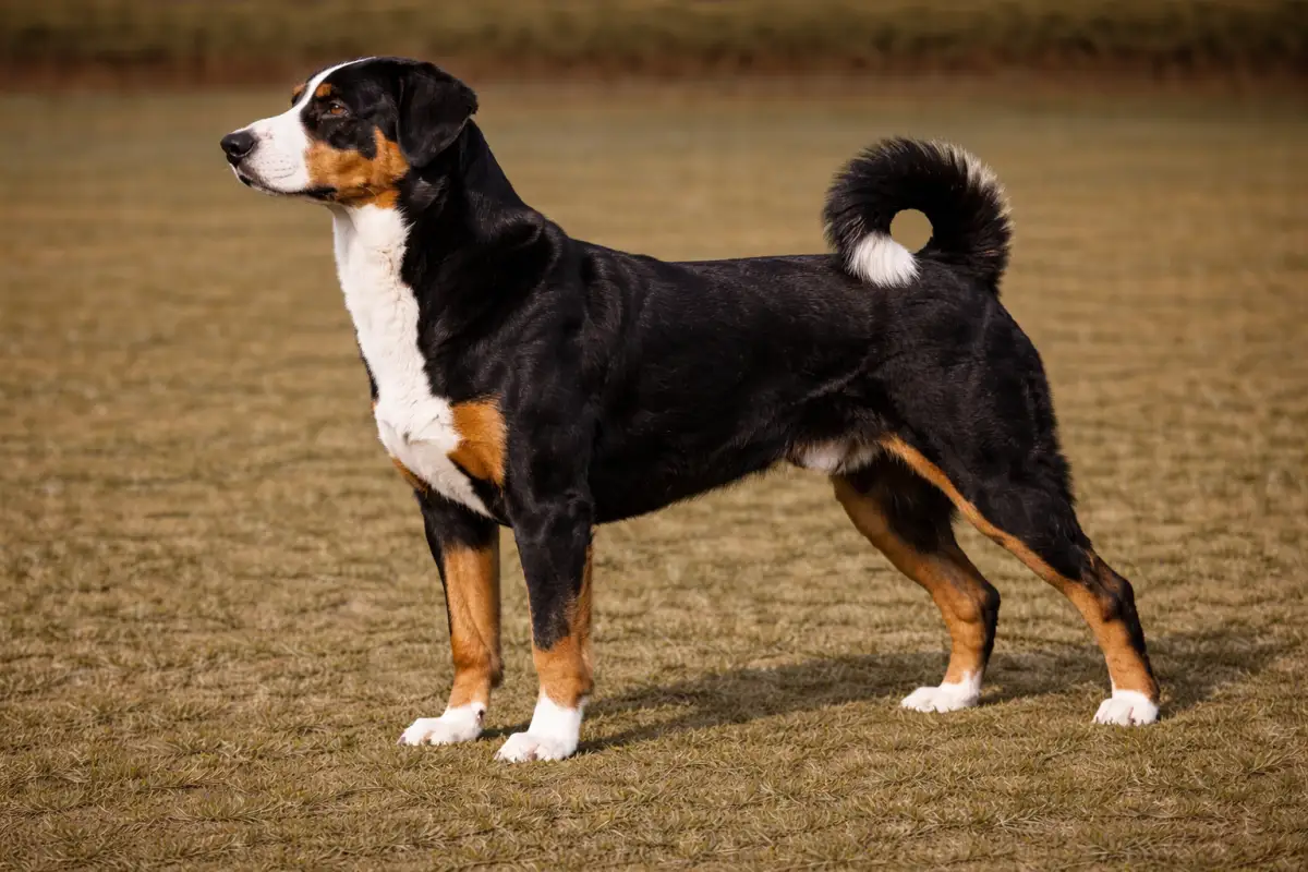 Appenzeller Sennenhund